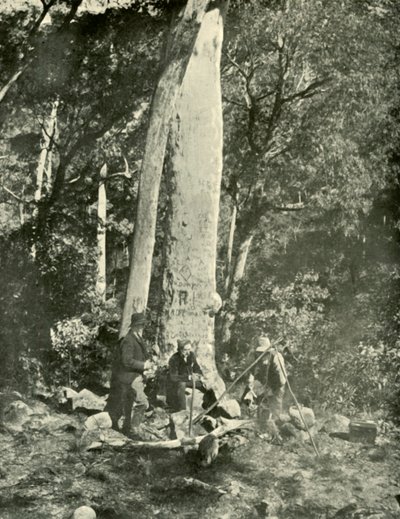 Eurobin-Fälle, Buffalo Mountains, 1901 von Unbekannt