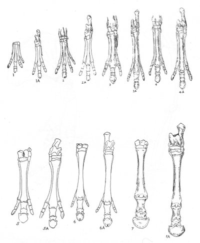 Evolution des Pferdes, ca. 1920 von Unbekannt