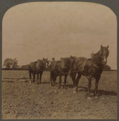 Landwirtschaft in England - Eggen des Landes, 1909 von Unbekannt