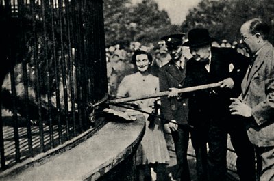 Fütterungsplan, Der Pinner-Löwe, 1940er Jahre, 1945 von Unbekannt