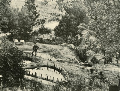 Fischteiche, Ercildoune, in der Nähe von Ballarat, 1901 von Unbekannt
