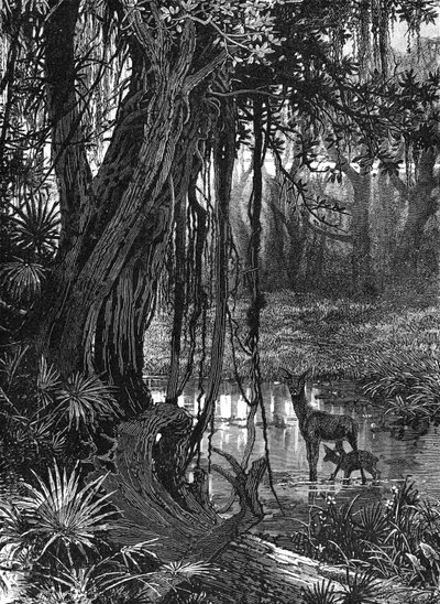 Everglades in Florida, USA, um 1885 von Unbekannt