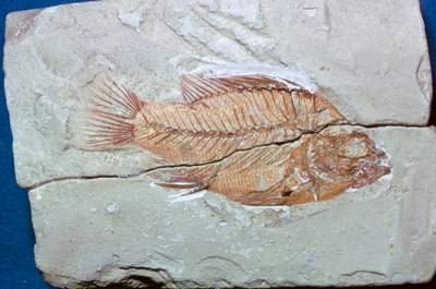 Fossil eines Fisches von Unbekannt
