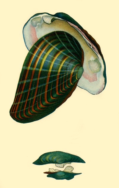 Süßwassermuschel, 1801, 1946 von Unbekannt