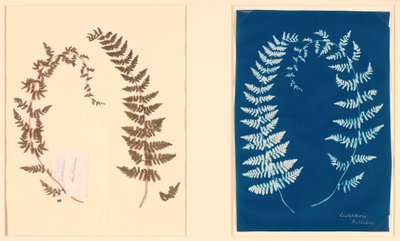 Aus dem Hatton-Farn-Album, ca. 1850 von Unbekannt