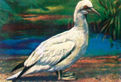 Tölpel, ca. 1928 von Unbekannt