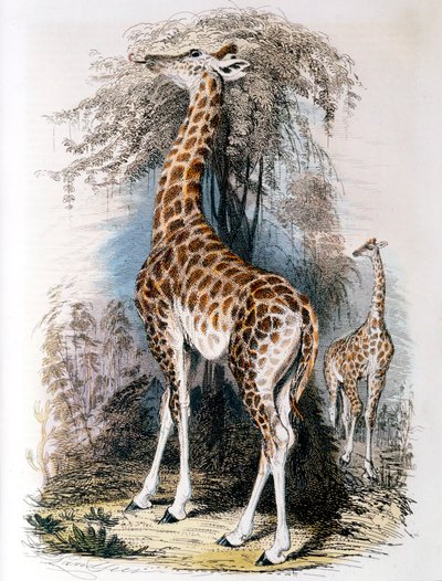 Giraffe, die an einem Baum frisst, 1836 von Unbekannt