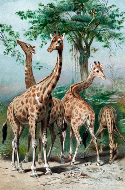 Giraffen beim Weiden, ca. 1885 von Unbekannt