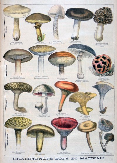 Gute und schlechte Pilze, 1896 von Unbekannt