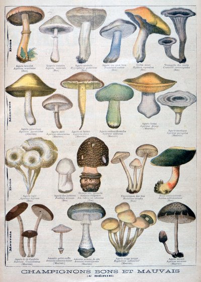 Gute und schlechte Pilze, 1896 von Unbekannt