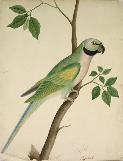 Grüner Papagei, ca. 1820 von Unbekannt