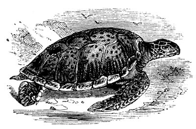 Grüne Meeresschildkröte Chelone mydas, um 1890 von Unbekannt