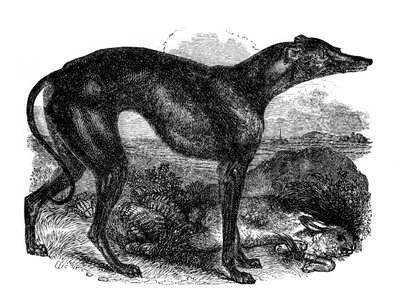 Windhund, 1848 von Unbekannt