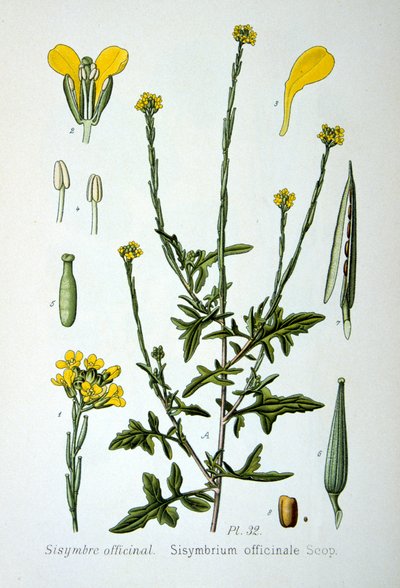 Hederich, 1893 von Unbekannt