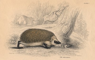 Igel Erinaceus europaeus, 1828 von Unbekannt