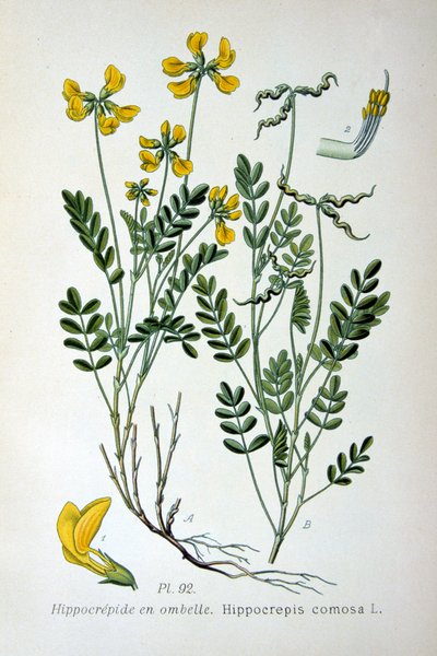 Hufeisenklee, 1893 von Unbekannt