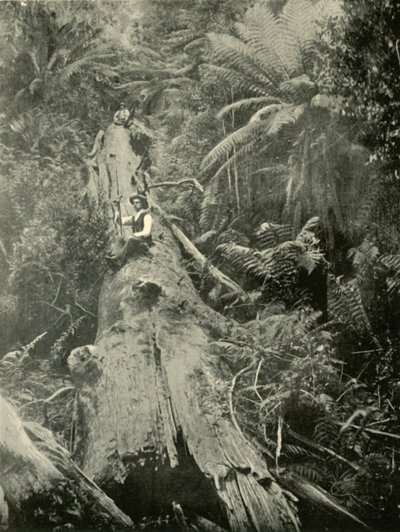 Wie sind die Mächtigen gefallen, 1901 von Unbekannt