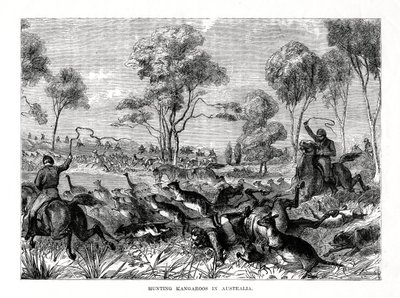Kängurujagd, Australien, 1877 von Unbekannt