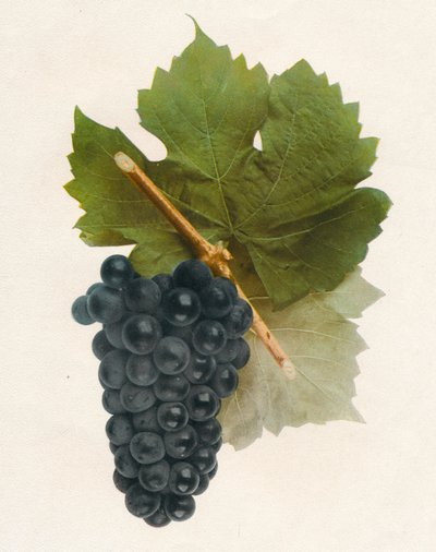 Hybrid Franc, 1908 von Unbekannt