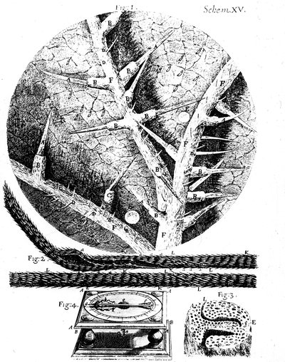 Illustrationen des englischen Mikroskopikers Robert Hookes Micrographia, 1665 von Unbekannt