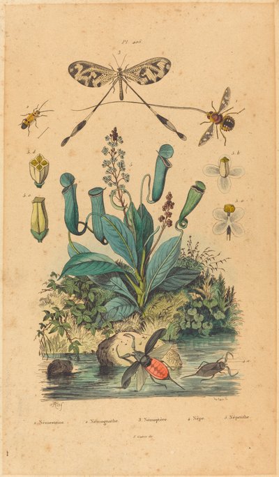 Insekten und Blumen von Unbekannt