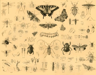 Insekten, um 1910 von Unbekannt