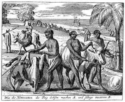 Khoikhois brechen Ochsen ein, Südafrika, 18. Jahrhundert, 1931 von Unbekannt