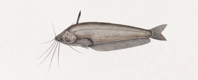 Der Silure Oudnei (Nahaufnahme) von Unbekannt