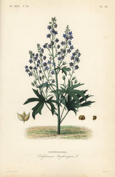 Läusekraut oder Stephanskraut, Delphinium staphisagria von Unbekannt