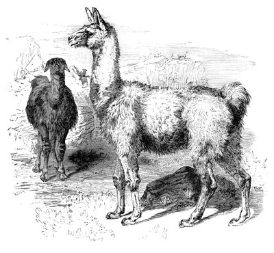 Lamas, um 1880 von Unbekannt