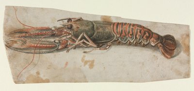 Hummer, 1600er Jahre von Unbekannt
