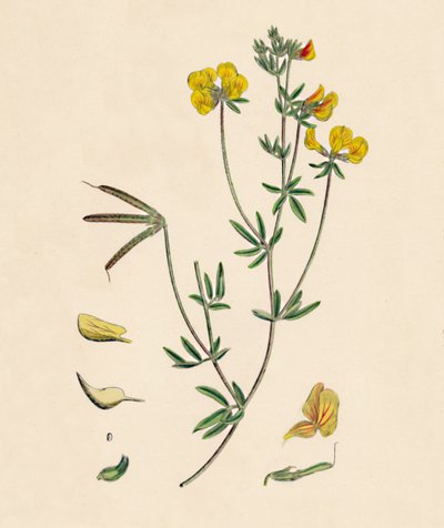 Lotus tenius. Schlanker Hornklee, 19. Jahrhundert von Unbekannt