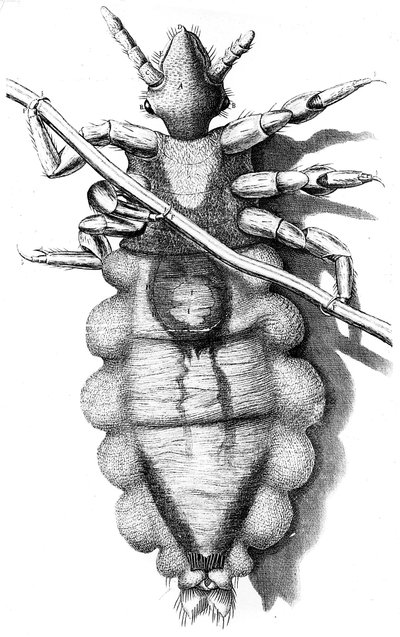 Laus, die an einem menschlichen Haar haftet, 1665 von Unbekannt