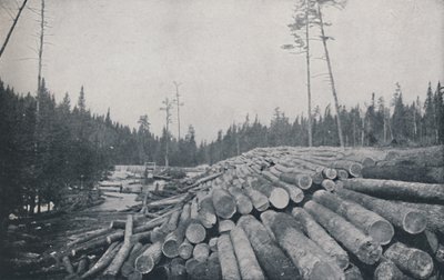 Holzfällerei, 1924 von Unbekannt