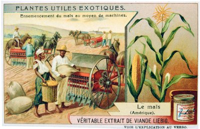 Mais, ca. 1900 von Unbekannt