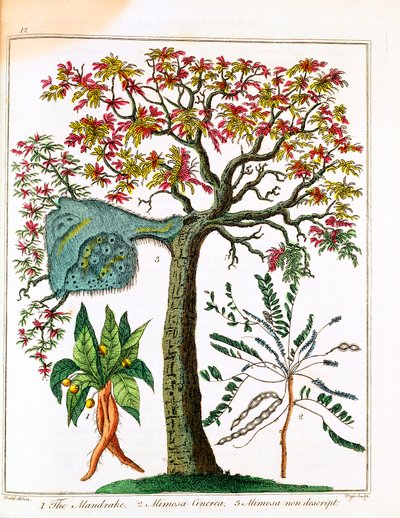 Alraune, Mimose und Akazie, ca. 1795 von Unbekannt