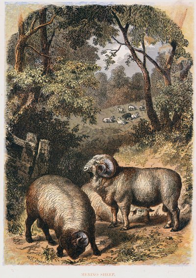 Merinoschafe, ca. 1860 von Unbekannt