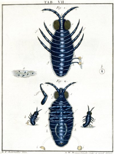 Mikroskopie von Unbekannt