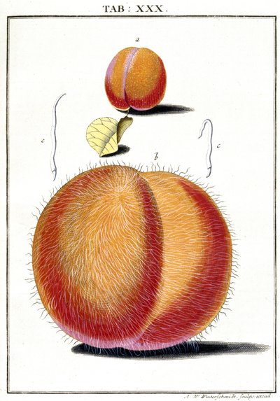 Mikroskopie von Unbekannt