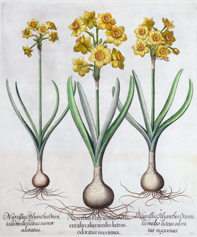 Narzissen, 1613 von Unbekannt