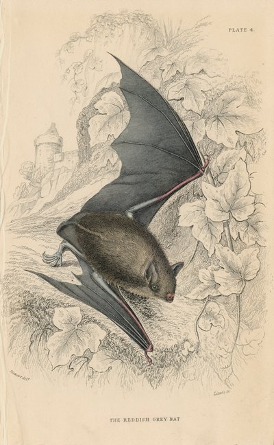 Natterers Fledermaus Myotis nattereri, 1828 von Unbekannt