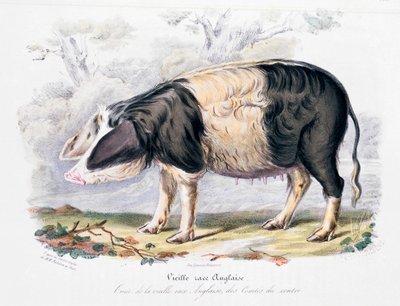 Alte englische Schweinerasse, 1842 von Unbekannt
