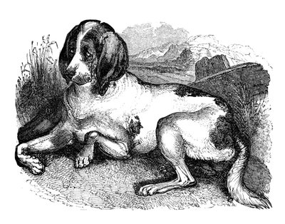 Alter englischer Hund, 1848 von Unbekannt