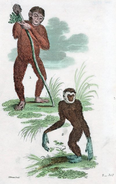 Orang-Utan und Gibbon, 1822 von Unbekannt