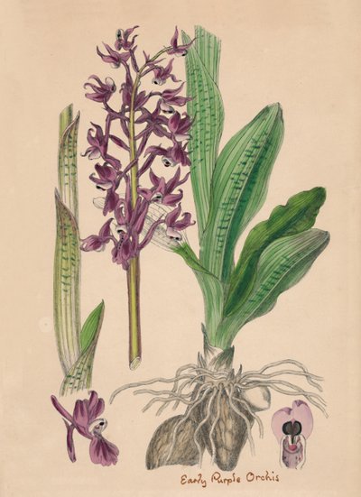 Orchis mascula. Frühe Purpur-Orchis, 19. Jahrhundert von Unbekannt