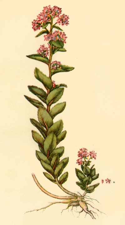 Orpine, 1777, 1944 von Unbekannt