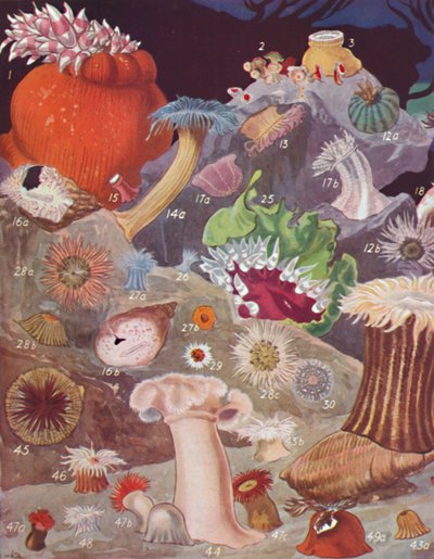 Über fünfzig Arten von Seeanemonen, 1935 von Unbekannt