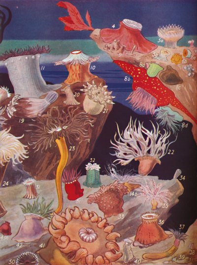 Über fünfzig Arten von Seeanemonen, 1935 von Unbekannt
