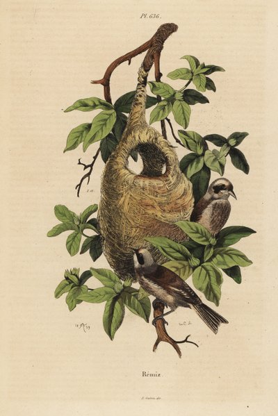 Beutelmeise, Remiz pendulinus, und Nest von Unbekannt