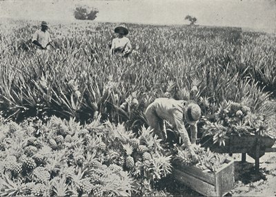 Ananasplantage, 1916 von Unbekannt